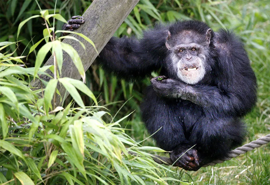 A chimpanzee at Edinburgh Zoo © Danny Lawson/PA