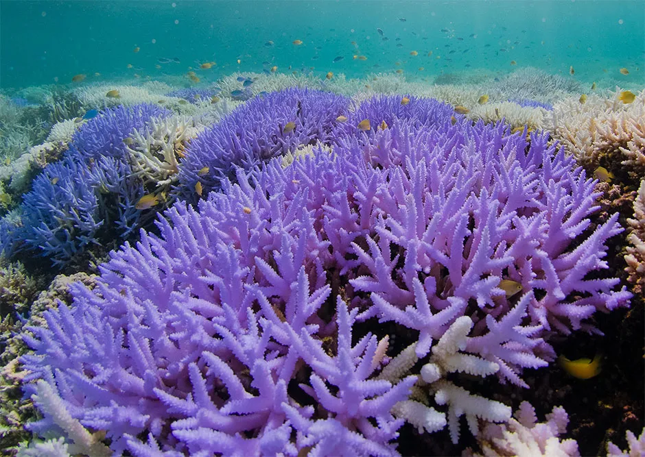 Colourful bleaching by acropora corals in New Caledonia © Richard Vevers/PA