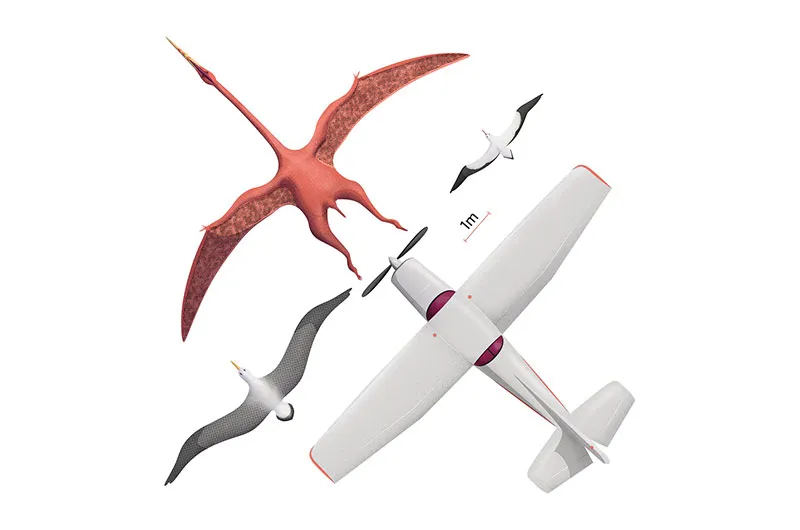 What’s the largest flying animal? - BBC Science Focus Magazine