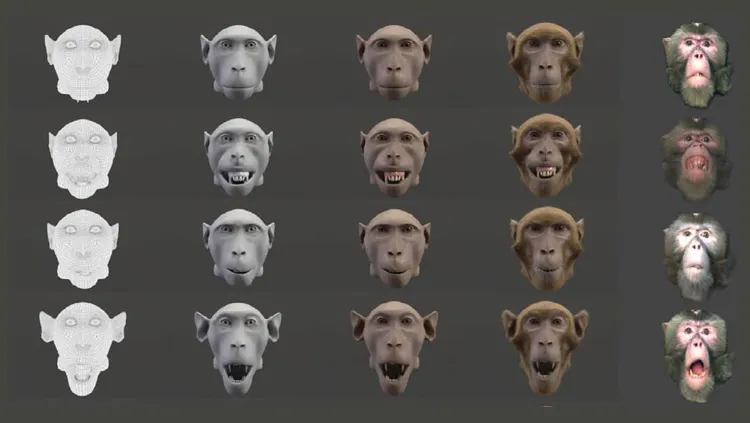 The five monkey faces (left to right): wireframe, greyscale, furless, naturalistic, and real-life footage. Four expressions (top to bottom): neutral, fear grin, lip smacking, threat © Siebert et al., eNeuro 2020