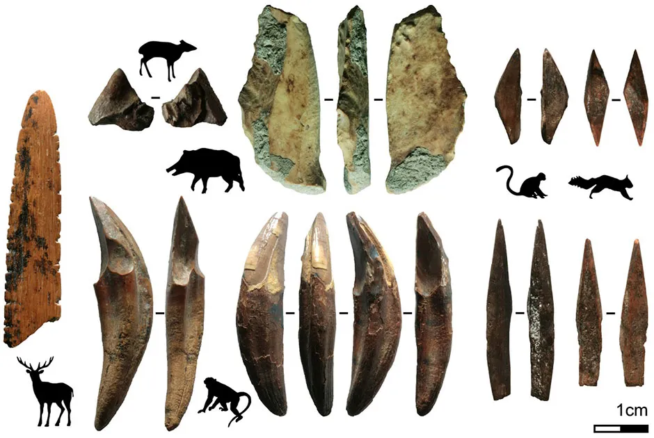 The bone tools and the animals they were made from © Langley et al., 2020