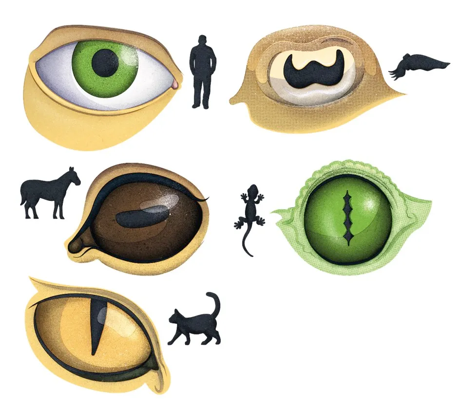 Why do animal pupils come in different shapes? © Daniel Bright