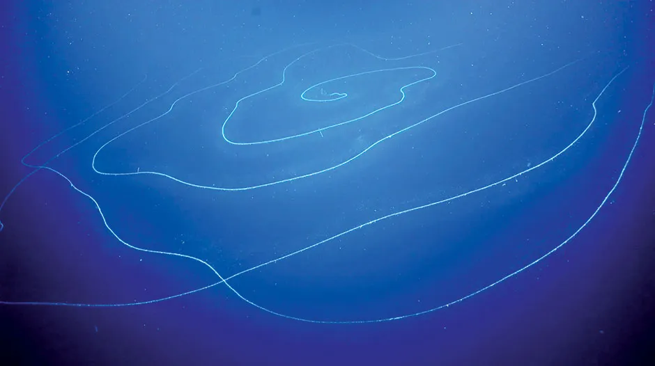 The record-breaking 46m-long siphonophore was found floating deep in the waters off Australia © Greg Rouse Scripps Oceanography/Nerida Wilson/FK200308 team