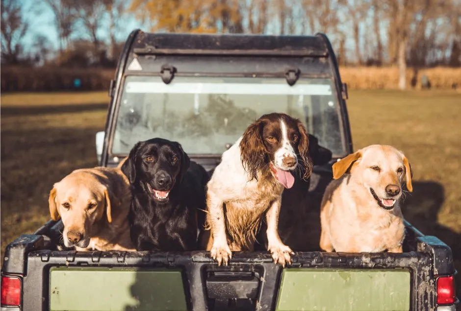 Golden Retrievers and Springer Spaniels are also at risk, along with Chow Chows, Dogue de Bordeaux, Greyhounds and Cavalier King Charles Spaniels © Getty Images
