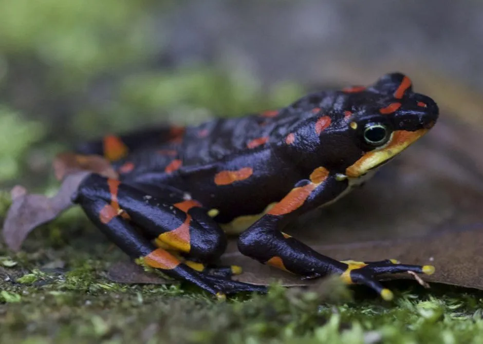 The Harlequin frog was widespread in Costa Rica and Panama until an introduced fungus from Asia decimated its populations, scientists say © Gerardo Ceballos/University of Mexico/PA