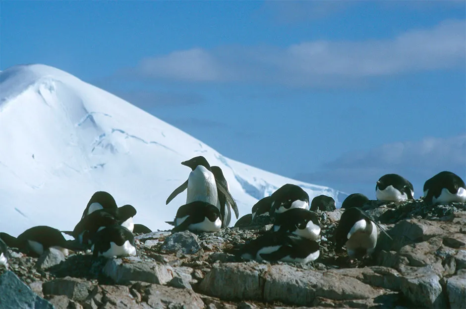 Adelie penguins are the most common species of penguin in Antarctica © Sylvia Rubli/WWF/PA