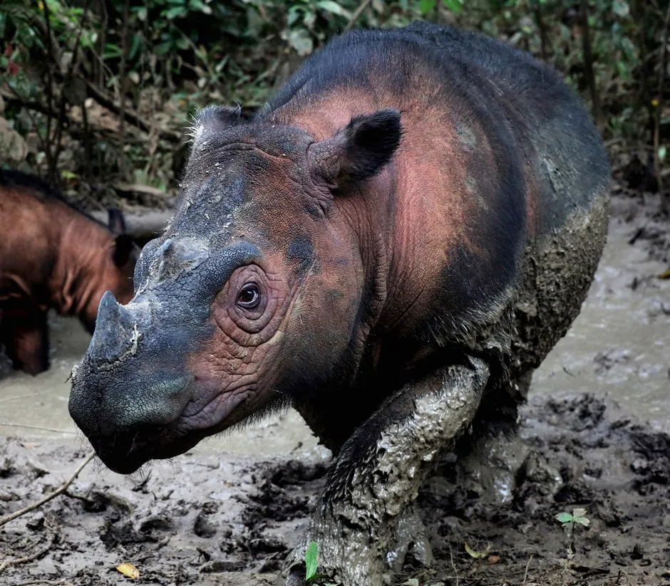 The Sumatran rhino is one of the most endangered mammals on Earth © Rhett Buttler/Mongabay