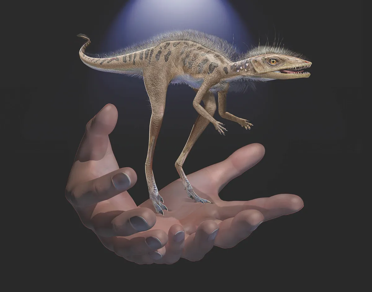 Life restoration of Kongonaphon kely, a newly described reptile near the ancestry of dinosaurs and pterosaurs, shown to scale with human hands. The fossils of Kongonaphon were found in Triassic (~237 million years ago) rocks in southwestern Madagascar and demonstrate the existence of remarkably small animals along the dinosaurian stem. CREDIT Frank Ippolito, ©American Museum of Natural History