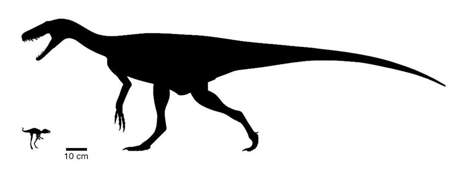Body size comparison between the newly discovered Kongonaphon kely (left) and one of the earliest dinosaurs, Herrerasaurus © Silhouettes from phylopic.org by Scott Hartman (CC BY 3.0) and AMNH/Frank Ippolito