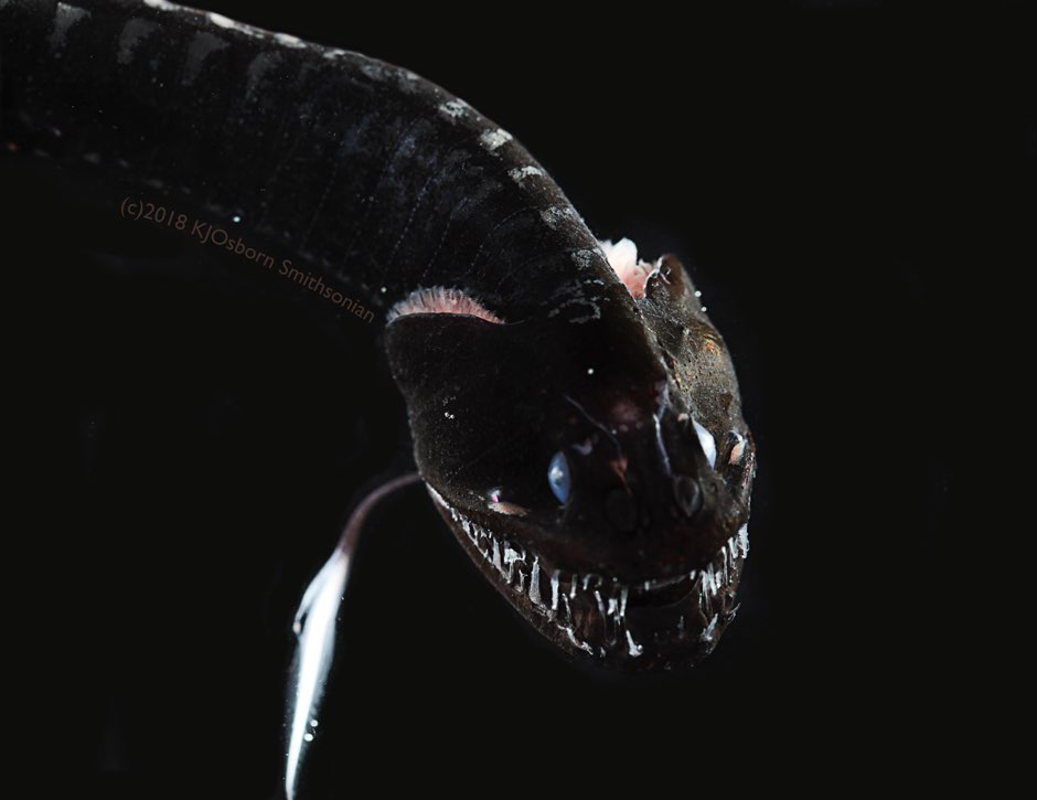 The ultra-black Pacific blackdragon (<em>Idiacanthus antrostomus</em>), the second-blackest fish studied by the research team © Karen Osborn, Smithsonian