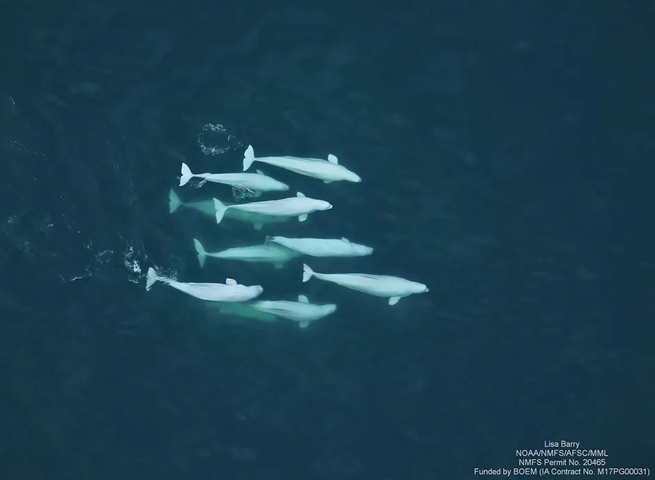 A group of beluga whales © Lisa Barry, NOAA/NMFS/AFSC/MML, NMFS Permit No. 20465