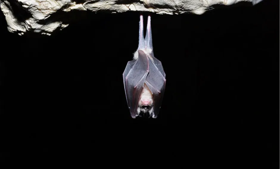 The research has provided scientists with the the first reference-quality genomes of six bat species, including the pictured greater horseshoe bat, Rhinolophus ferrumequinum © Getty Images