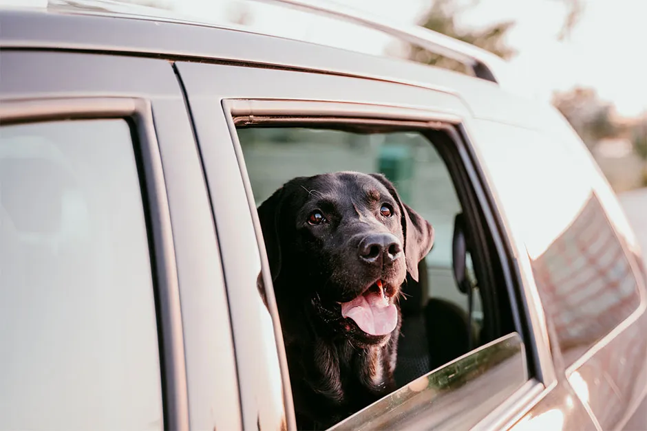 Dogs can struggle to cool down in cars, where it is often humid with little air flow © Getty Images