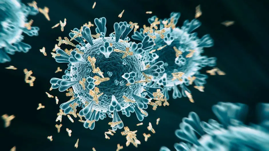 T-cells attack the coronavirus © Getty Images