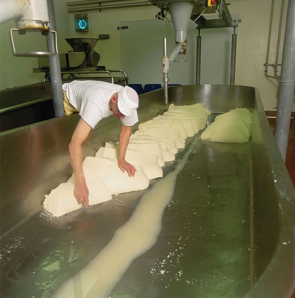 Separating the curds from the whey during cheese-making © Getty Images
