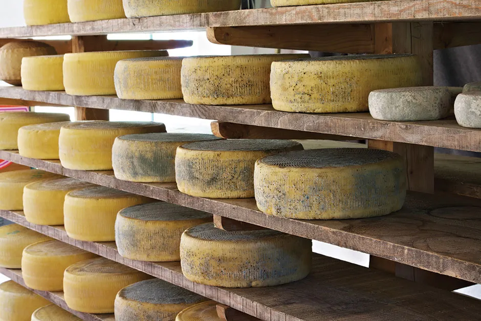 As cheese ripens, microbes get to work on the proteins and fats, creating a wide range of yummy aromas and flavours in the process © Getty Images