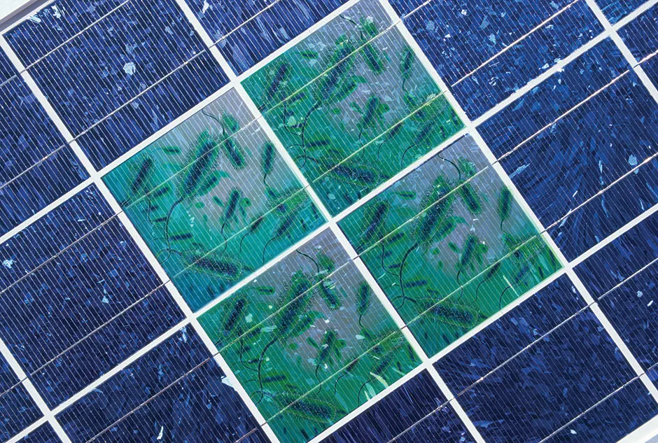 A system that combines solar panels with E. coli bacteria could efficiently remove CO2 from the atmosphere © Getty Images