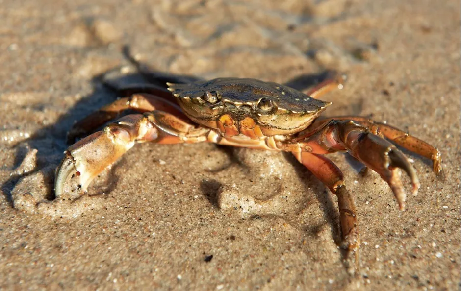 One study found microplastics in a species of crab, Carcinus maenas, that lives in the River Thames © Getty Images
