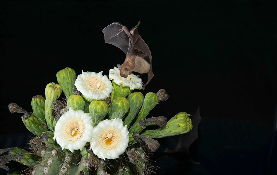 The tequila bat plays a vital role in pollinating the Blue Agave plant from which tequila is made © Angelica Menchaca/University of Bristol/PA