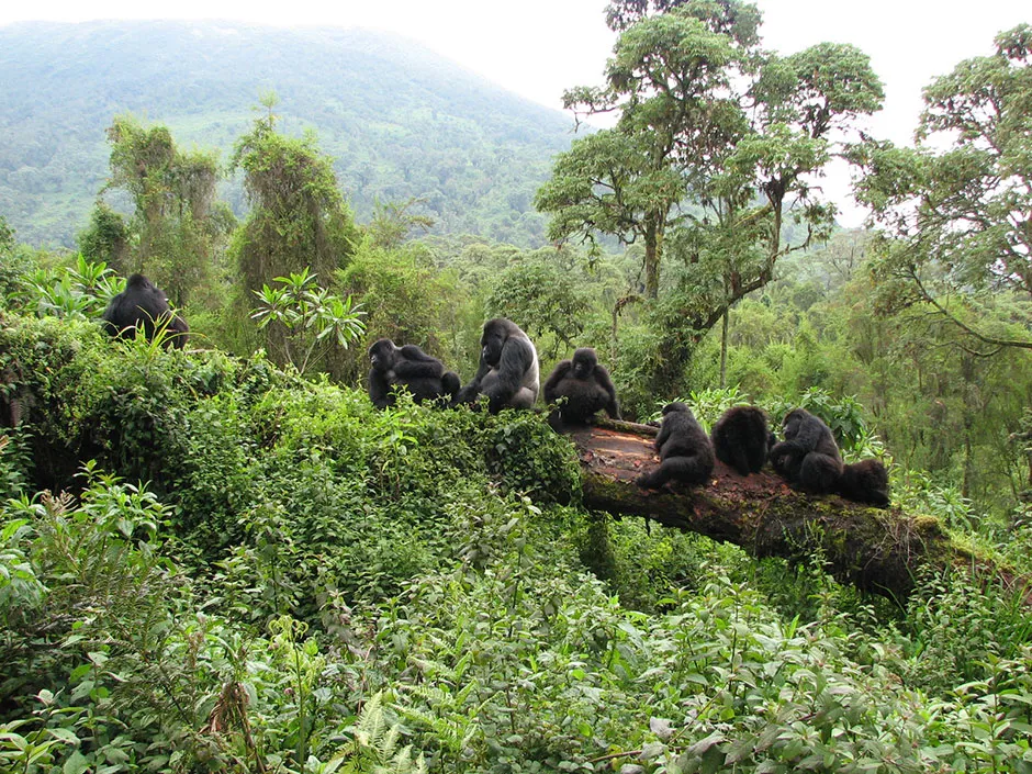 Mountain gorillas © Dian Fossey Gorilla Fund/PA