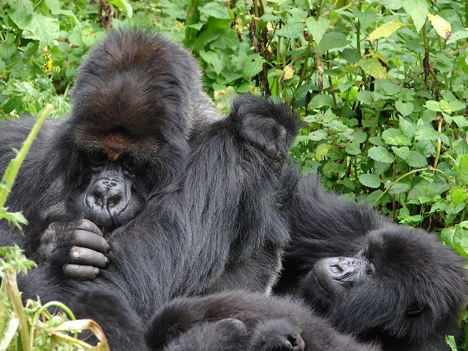 Mountain gorillas in a close group © Dian Fossey Gorilla Fund/PA