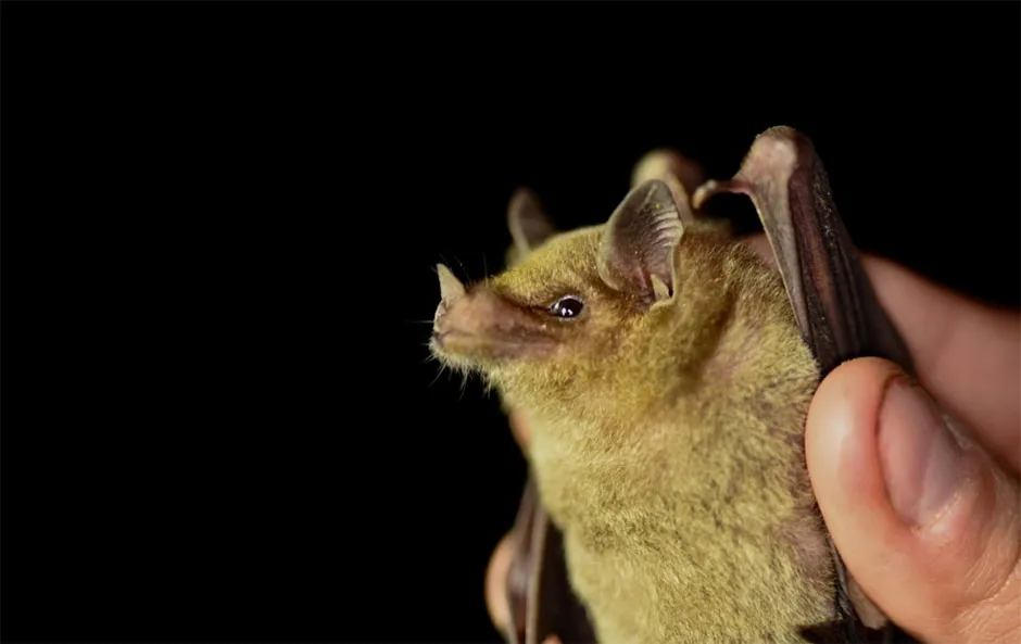 A close-up of a tequila bat in the Sonoran Desert in Mexico © Angelica Menchaca/University of Bristol/PA