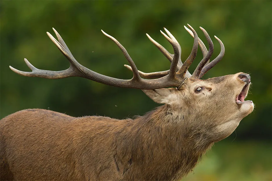 Male red deer (stags) produce low resonance calls that make them appear bigger than they actually are to potential sexual partners and rivals © Dominic Lipinski/PA