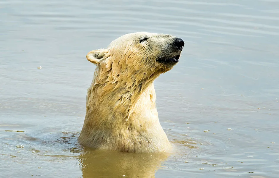 Melting sea ice could jeopardise the survival of most of the Arctic’s polar bear population by 2100 © Danny Lawson/PA