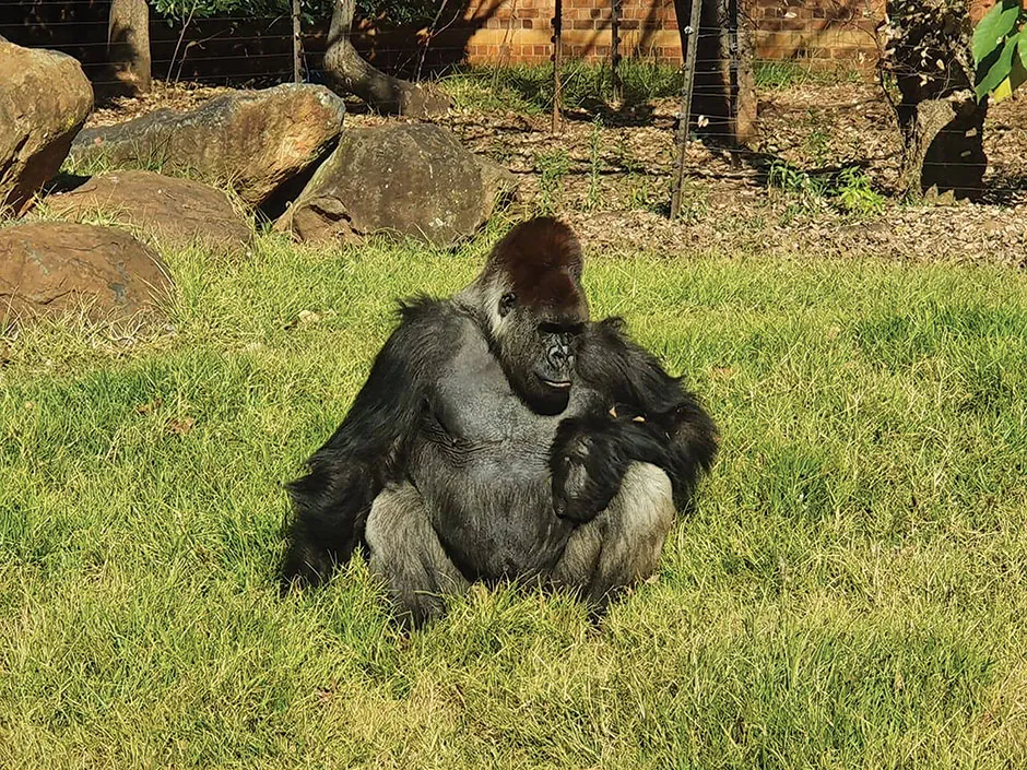 Makokou safely back in his enclosure © Johannesburg Zoo