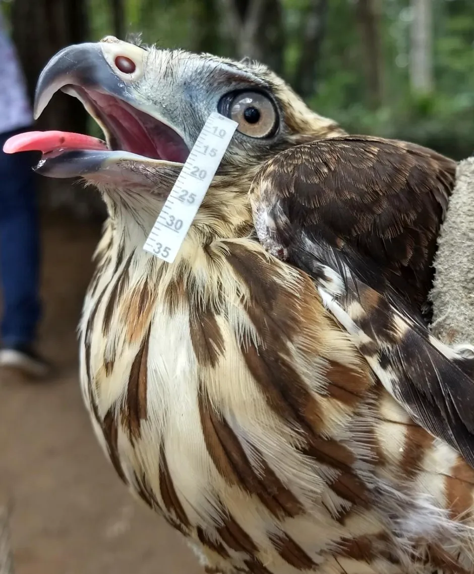 The team analysed tears from a roadside hawk to see how similar they are to human tears © Arianne P. Oriá
