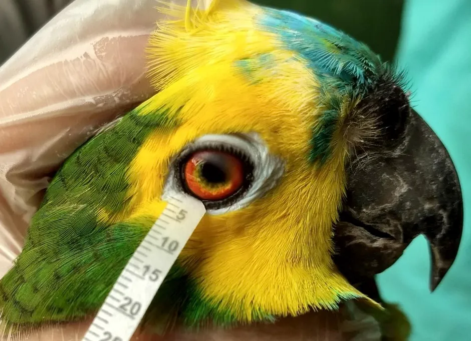 The researchers used a Schirmer tear test strip to collect tear samples from animals such as this turquoise-fronted amazon parrot © Arianne P. Oriá