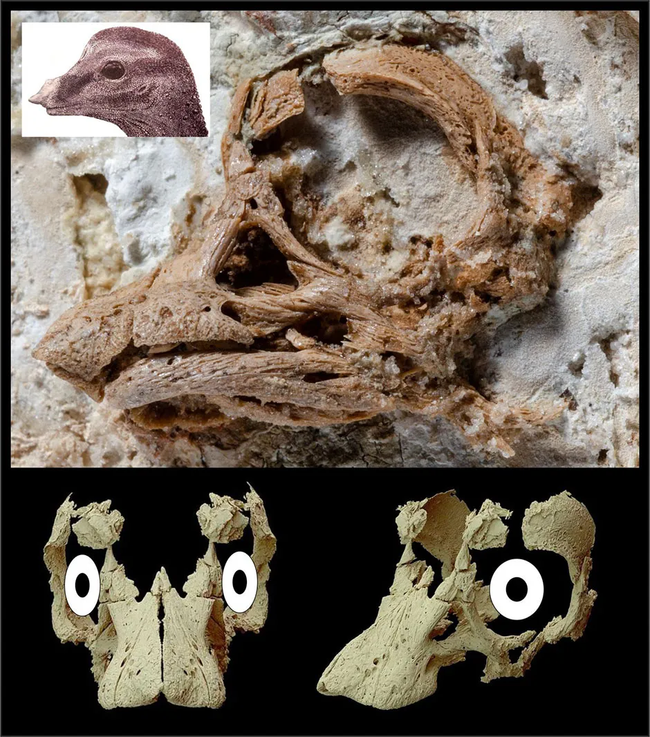 The Titanosaurian embryo skull along with a skull and head reconstruction © Kundrat et al. /Current Biology