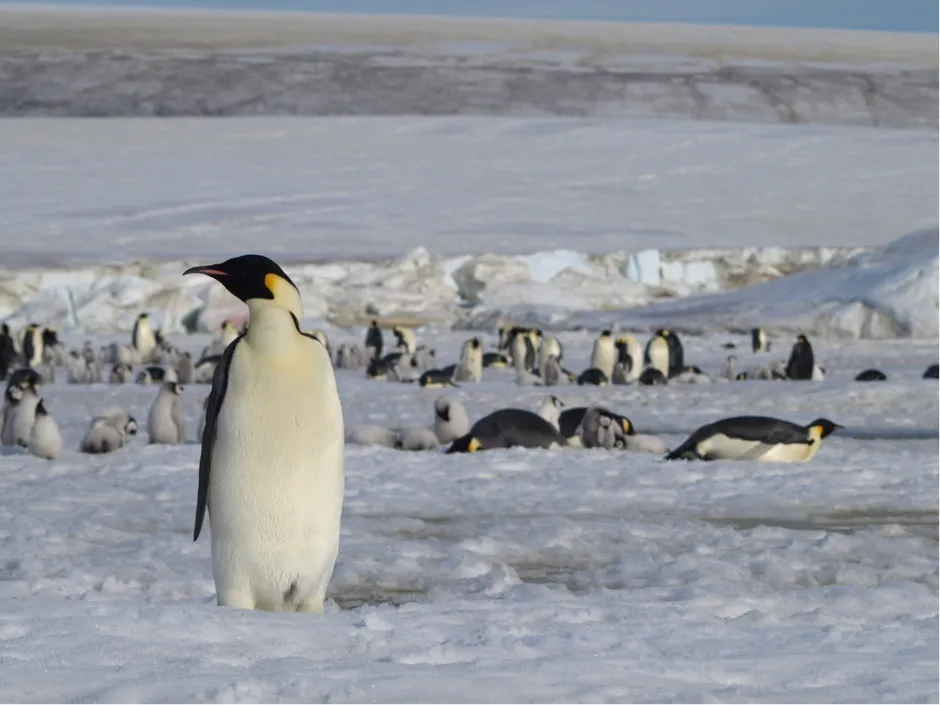 Black and white with yellow ears, emperor penguins are the largest penguin species, weighing up to 40kg and living for around 20 years © BAS