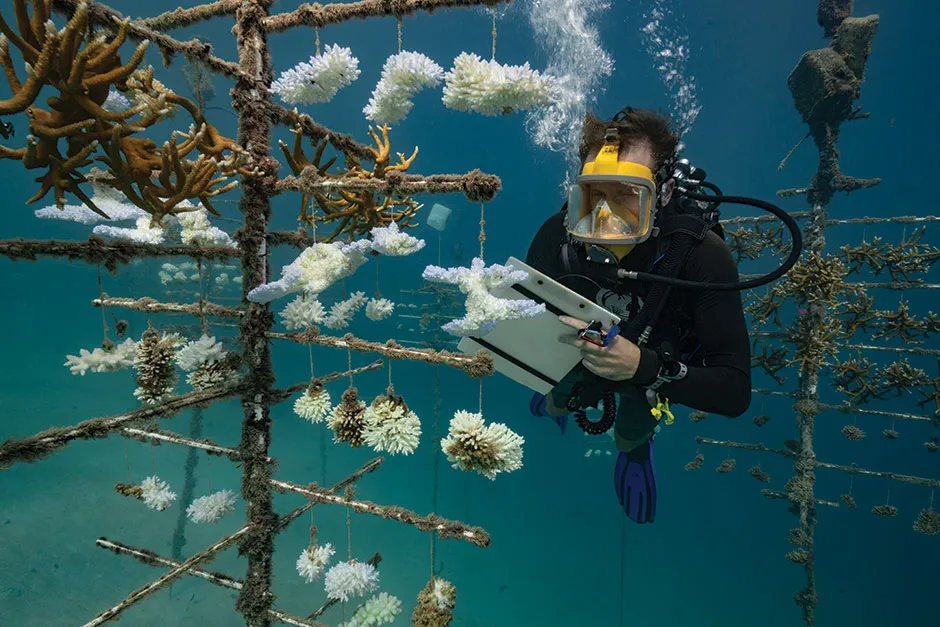 A diver surveying a coral reef © Getty Images