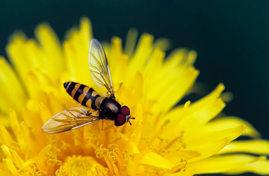 Hoverfly © Getty Images
