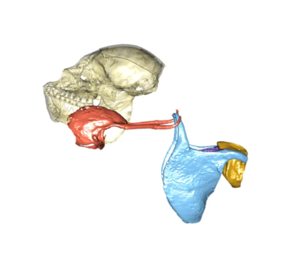 Howler monkey skull larynx © Jacob Dunn