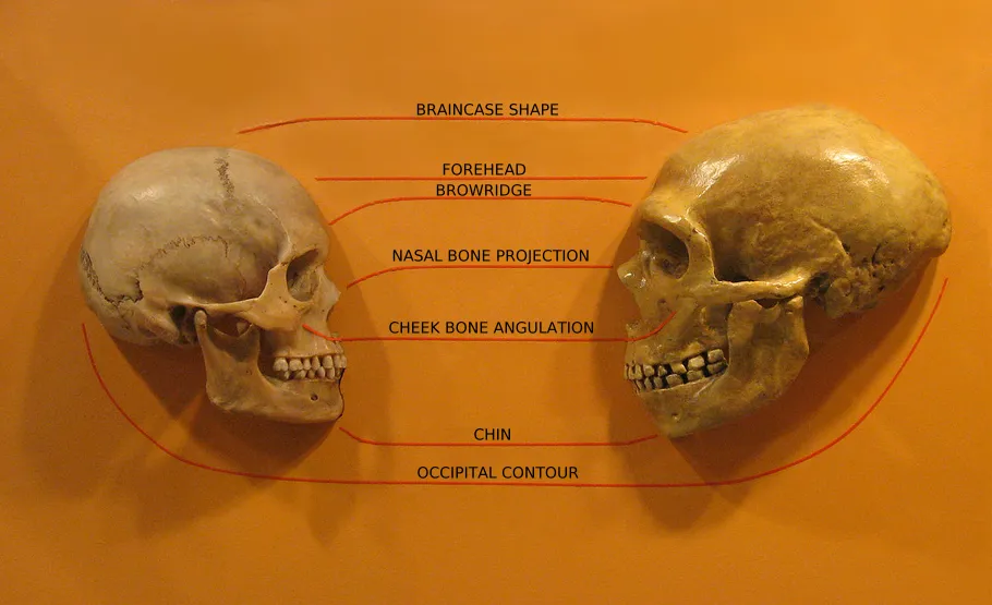 Comparison of a Homo sapiens skull (left) with a Neanderthal skull © hairymuseummatt (original photo), KaterBegemot (derivative work) / CC BY-SA (https://creativecommons.org/licenses/by-sa/2.0)