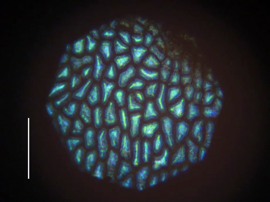 A microscopic look at the fruit’s surface in reflected light (Rox Middleton/University of Cambridge)