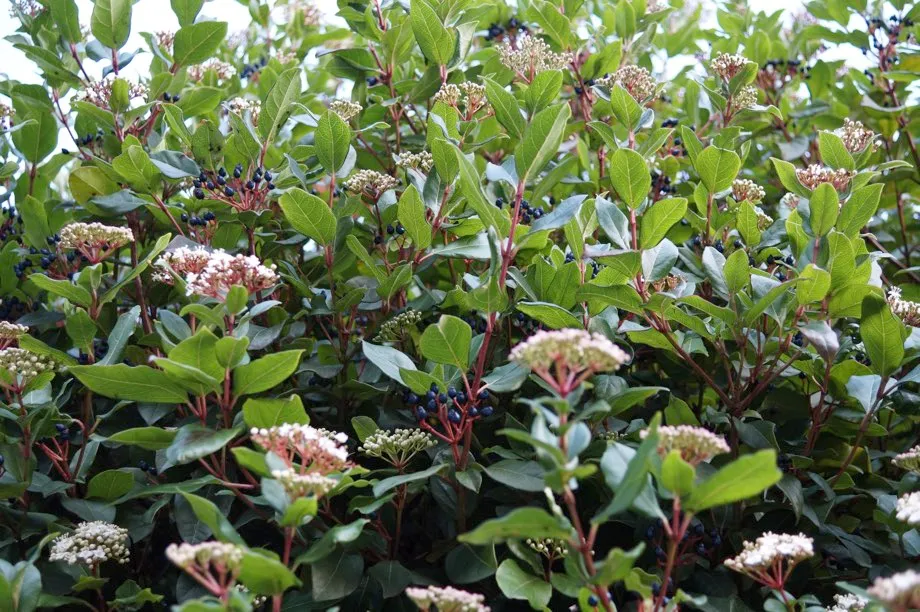 Viburnum tinus, a common shrub widespread across the UK (Rox Middleton/University of Cambridge)