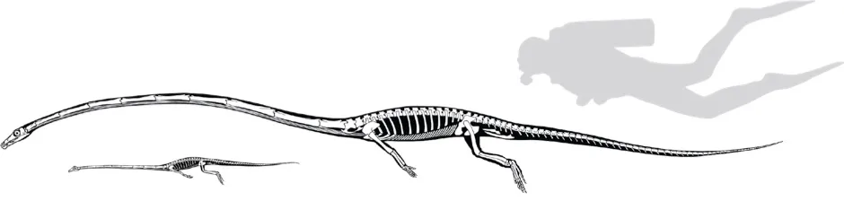 Reconstructions of the skeletons of Tanystropheus hydroides and Tanystropheus longobardicus. The outline of a 170 cm tall diver serves as the scale © Beat Scheffold, UZH