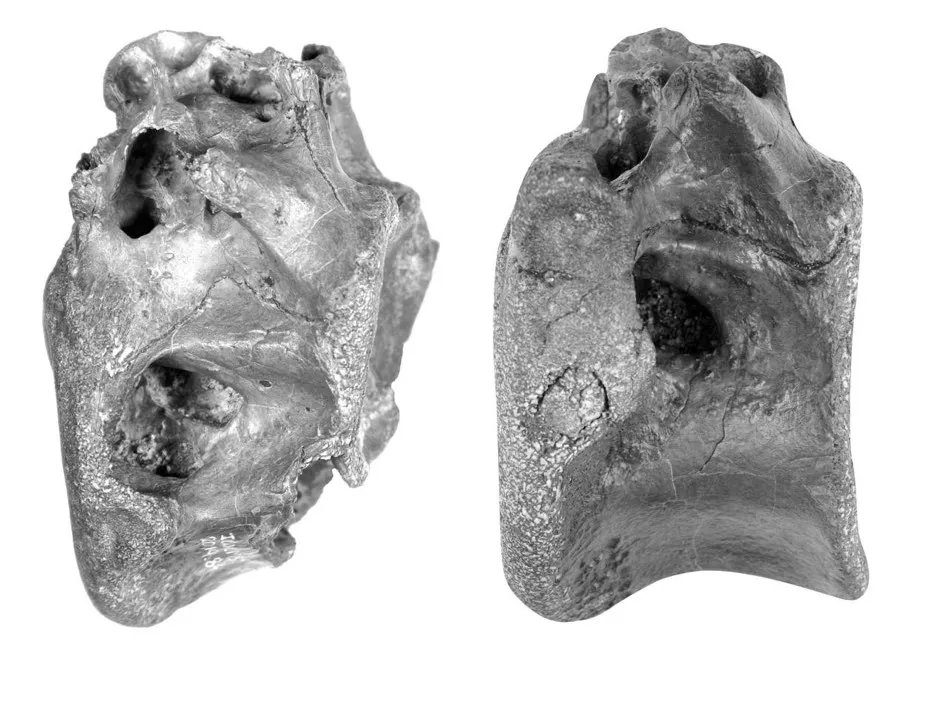 Still images of the vertebrae (University of Southampton/PA)