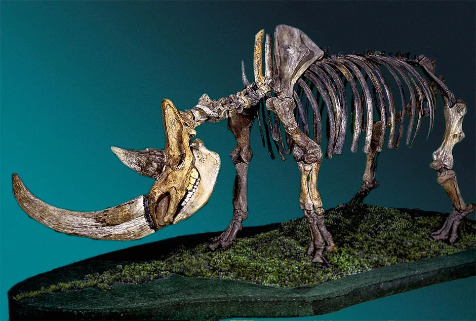 A woolly rhinoceros skeleton © Fedor Shidlovskiy