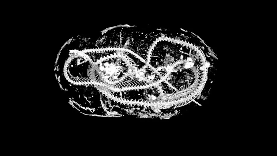 A scan image of the coiled remains of an Egyptian Cobra © Swansea University