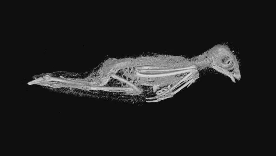 Skeletal and softtissue remains of a mummified Eurasian Kestrel © Swansea University