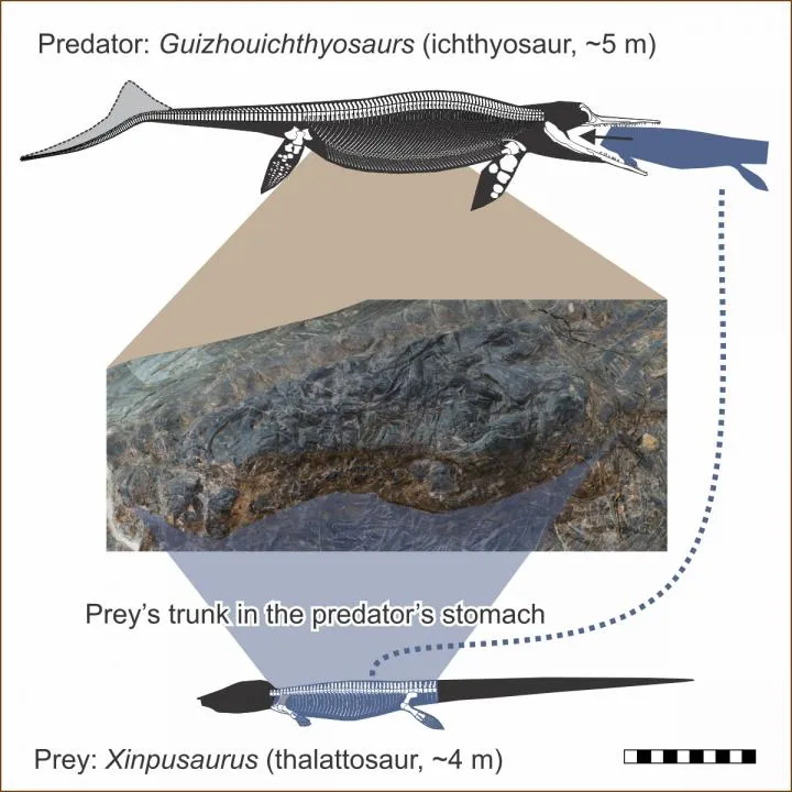 The stomach of the ichthyosaur contains the mid-section of another marine reptile that in life would have been only slight smaller © Da-Yong Jiang et al/ iScience