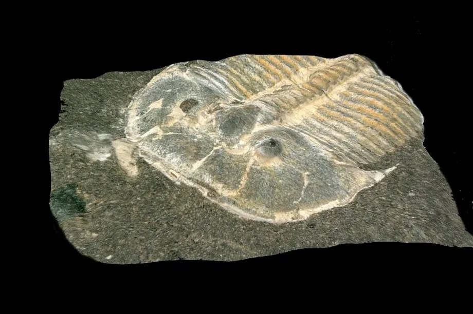 429-million-year-old trilobite eye fossil 'almost identical to that of modern bees' (Researchers used digital microscopy to re-examine a fossilised trilobite © Brigitte Schoenemann/University of Cologne)