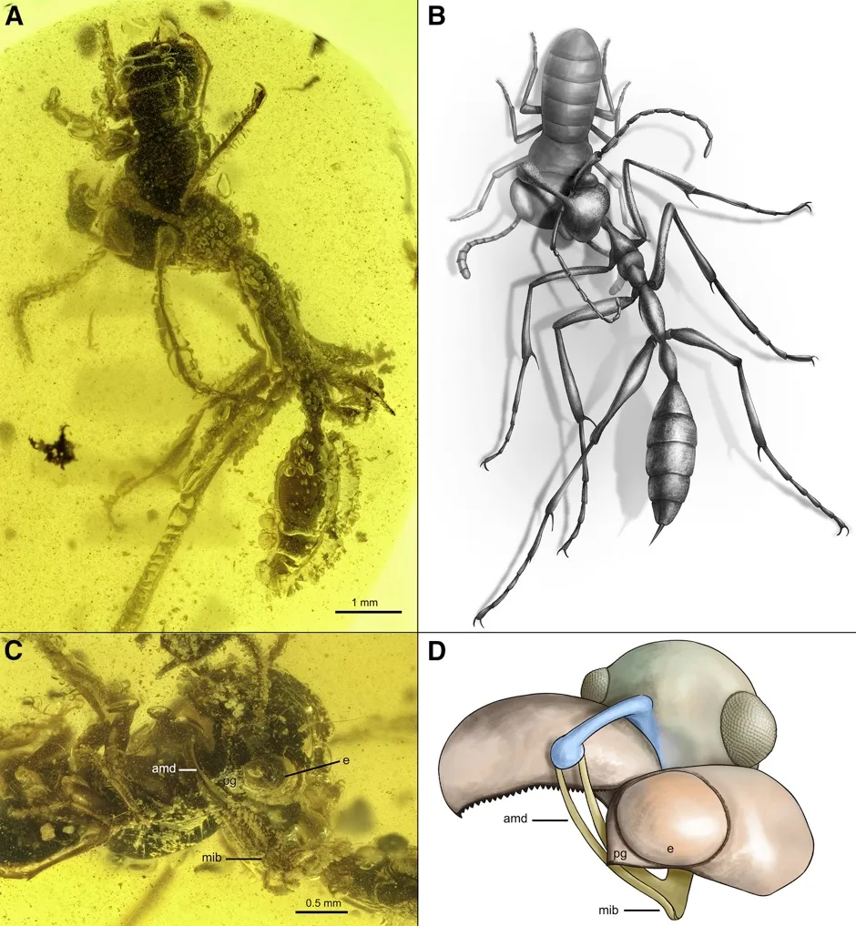 The hell ant, belonging to a species called Ceratomyrmex ellenbergeri, and its prey were found in Myanmar preserved in amber © Current Biology/2020 Elsevier Inc/NJIT, Chinese Academy of Sciences and University of Rennes, France