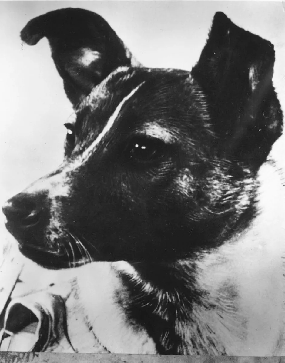 Laika, the Soviet space dog © Keystone/Getty Images
