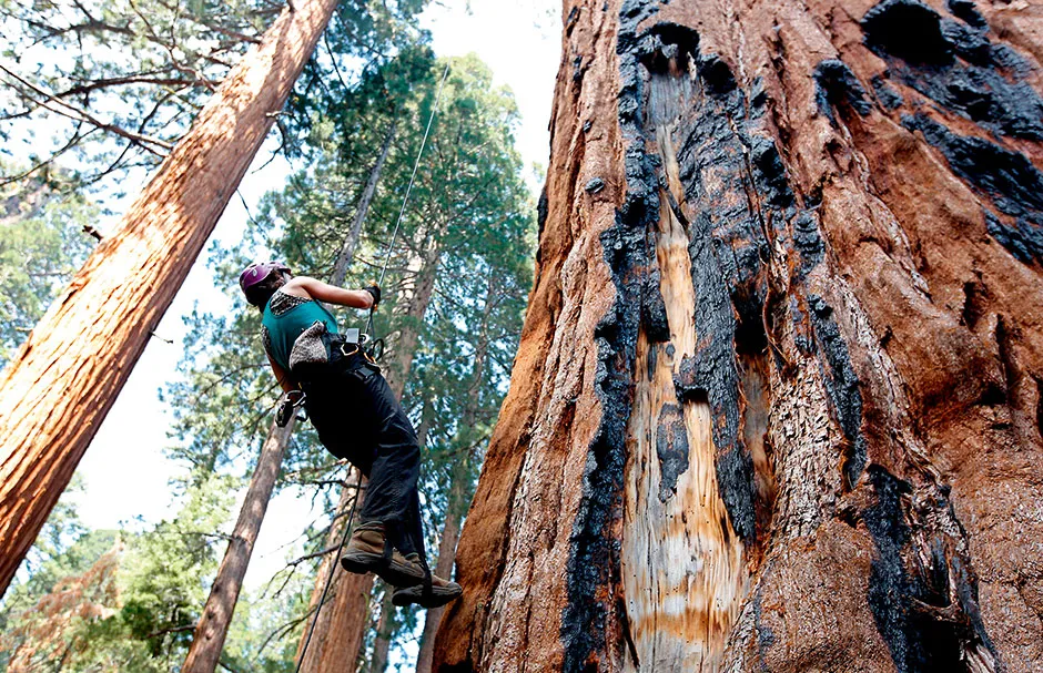 Dr Wendy Baxter climbing a giant sequoia tree © Shutterstock