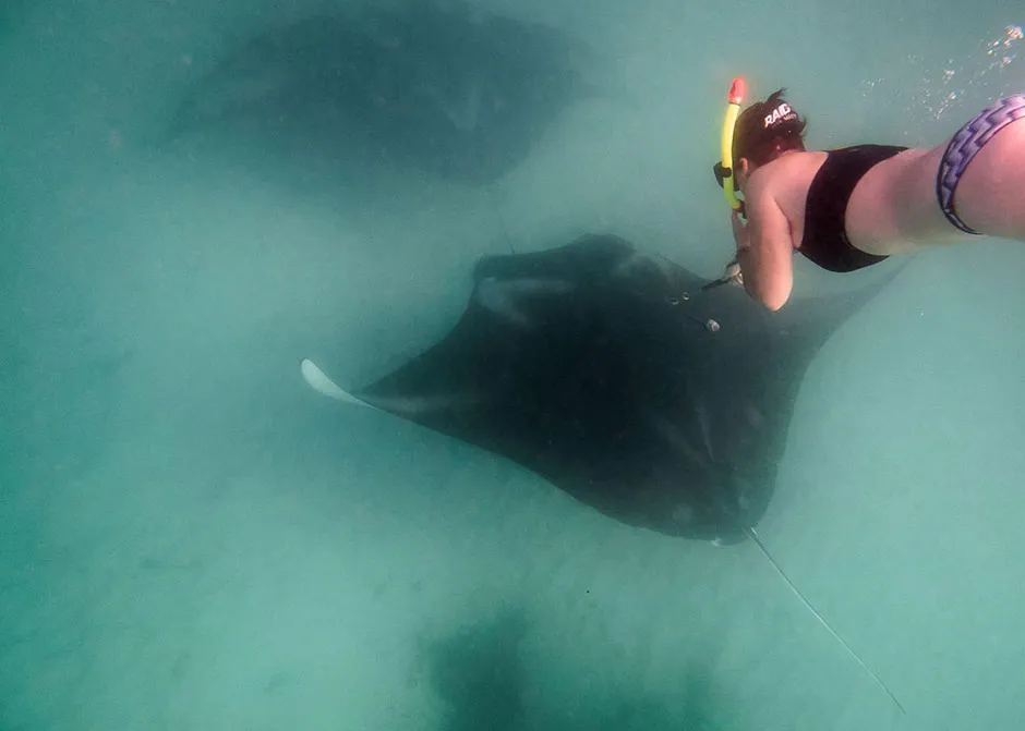 Amelia J. Armstrong attaching satellite tag to a reef manta ray © Amelia J. Armstrong and colleagues